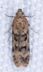 Chionodes mediofuscella