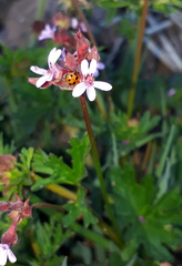 Pelargonium grossularioides