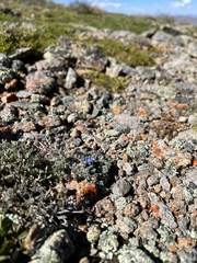 Eritrichium argenteum