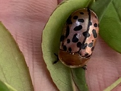 Conchyloctenia punctata