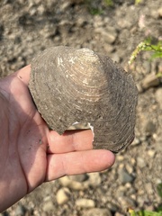 Lasmigona complanata