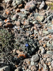 Eritrichium argenteum