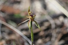 Caladenia cardiochila