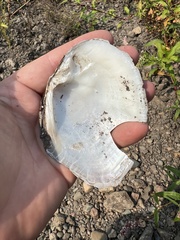 Lasmigona complanata