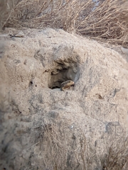 Broadleysaurus major