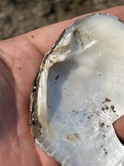 Lasmigona complanata