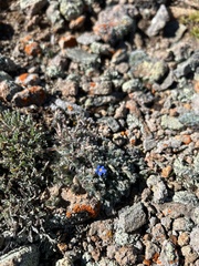 Eritrichium argenteum