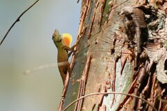 Anolis distichus