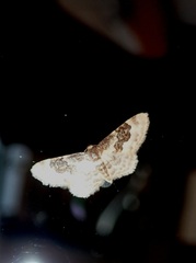 Idaea rusticata