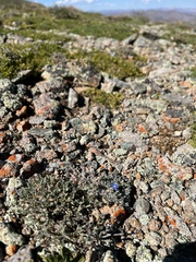 Eritrichium argenteum