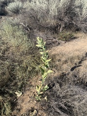 Asclepias erosa