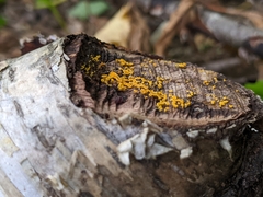 Leotiomycetes
