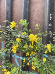 Genista monspessulana
