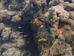 Stegastes partitus