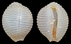 Cleotrivia globosa
