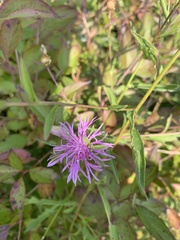 Centaurea nigrescens