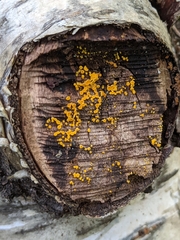 Leotiomycetes
