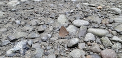 Satyrium calanus
