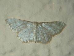 Idaea fuscovenosa