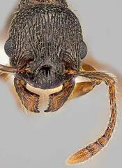 Myrmica detritinodis