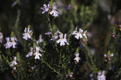 Westringia eremicola