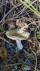 Russula fragilis