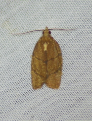 Argyrotaenia juglandana