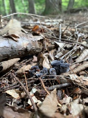 Phellodon niger