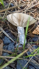 Russula fragilis