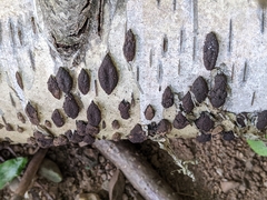 Jackrogersella multiformis