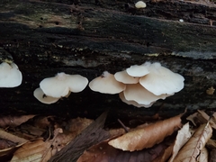 Crepidotus applanatus