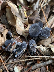 Phellodon niger