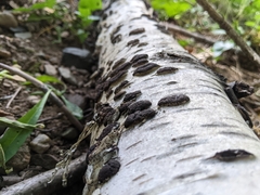 Jackrogersella multiformis