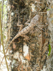 Anolis
