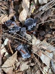 Phellodon niger