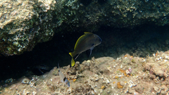 Sciaena umbra