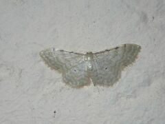 Idaea fuscovenosa