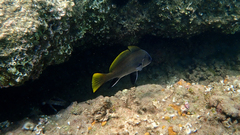 Sciaena umbra
