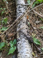 Jackrogersella multiformis