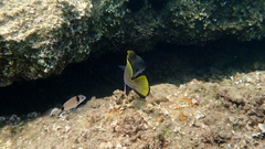 Sciaena umbra