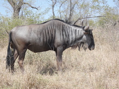 Connochaetes taurinus taurinus