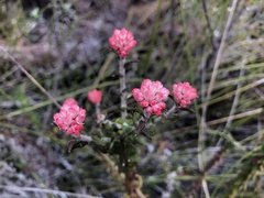 Gnaphalieae