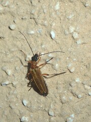 Oedemera podagrariae