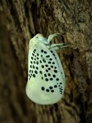 Poekilloptera phalaenoides
