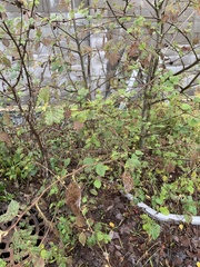 Ulmus glabra