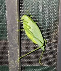 Amblycorypha oblongifolia
