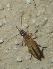 Oedemera podagrariae