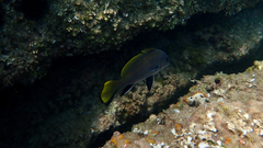 Sciaena umbra