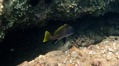 Sciaena umbra