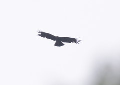 Ictinaetus malaiensis